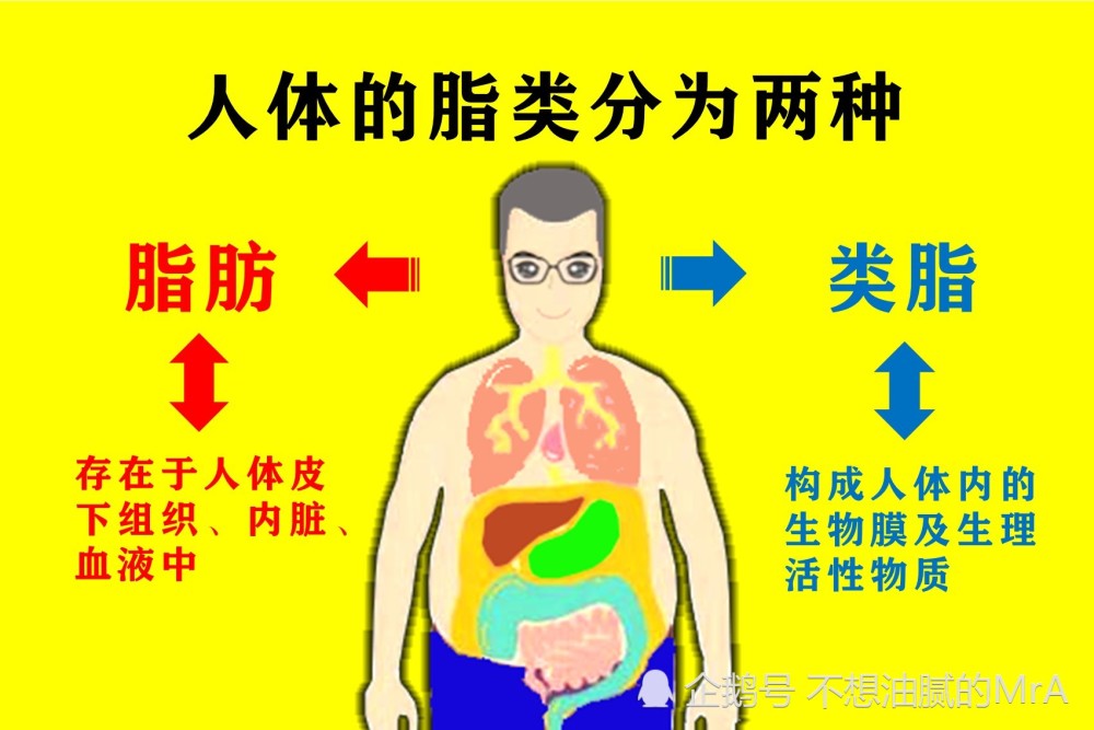 先了解一下脂肪分解的原理吧