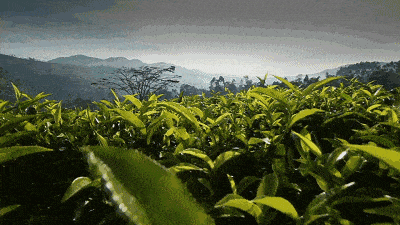 壁纸 成片种植 风景 植物 种植基地 桌面 400_225 gif 动态图 动图