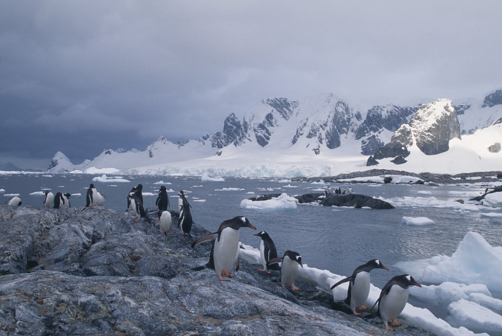 南极洲出现有史以来最高温,南极冰川大面积融化!