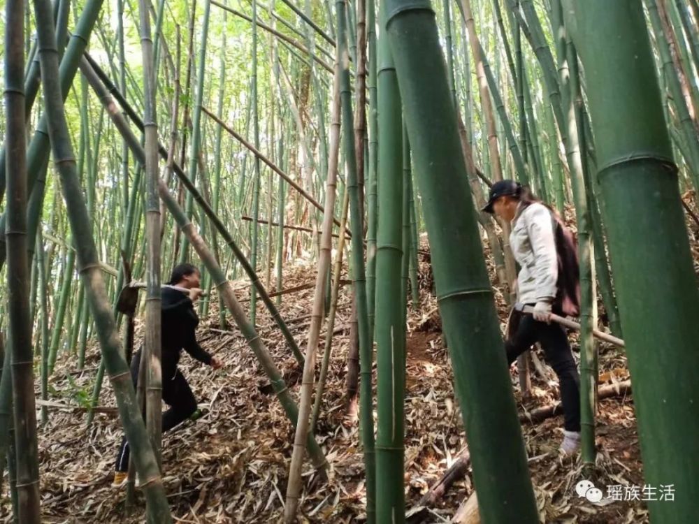 又到了挖笋的季节,瑶家孩子相约上山挖竹笋啦!