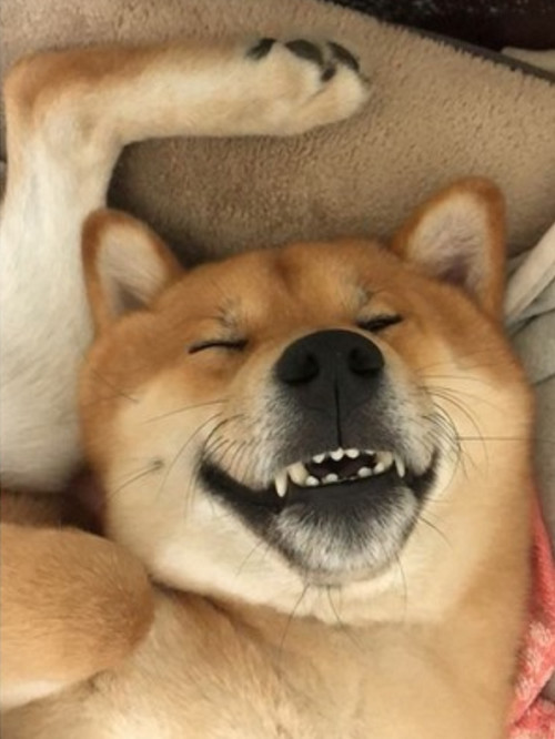 柴犬的睡姿和表情就把主人一家逗乐了,不过网友们看了柴犬的表情