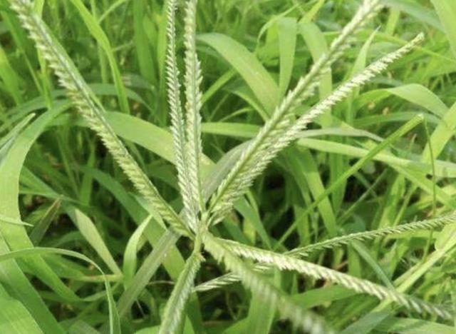 根系发达的1种草,被称为"牛筋草",以往被忽视,殊不知珍贵!