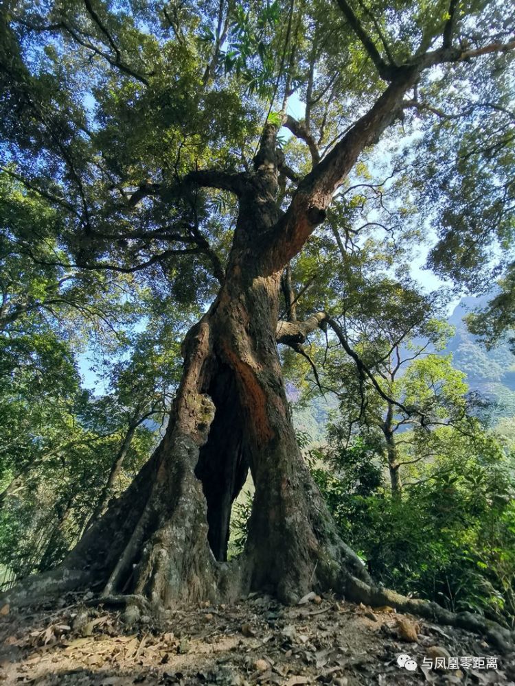 培音山百年古树