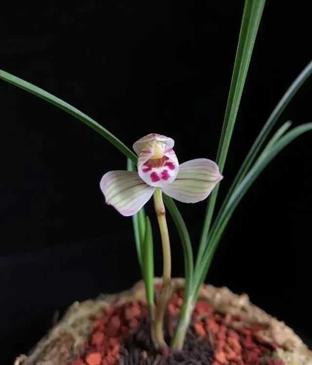 怎样的兰花才是好兰花,牢记这12个字,帮你轻松选到极品兰!