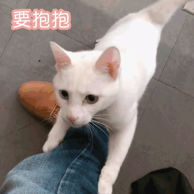 复工回公司,我被公司的13只小猫咪,轮流宠上天!