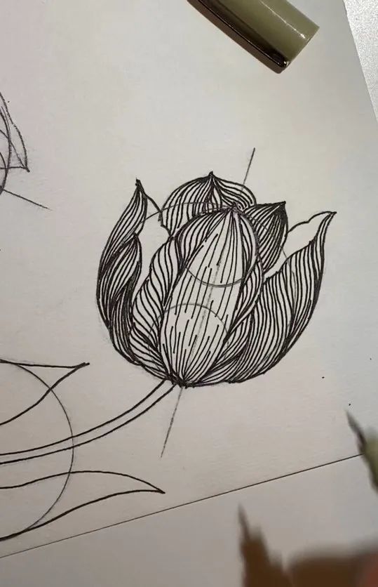 用细长的线条画出郁金香的茎干