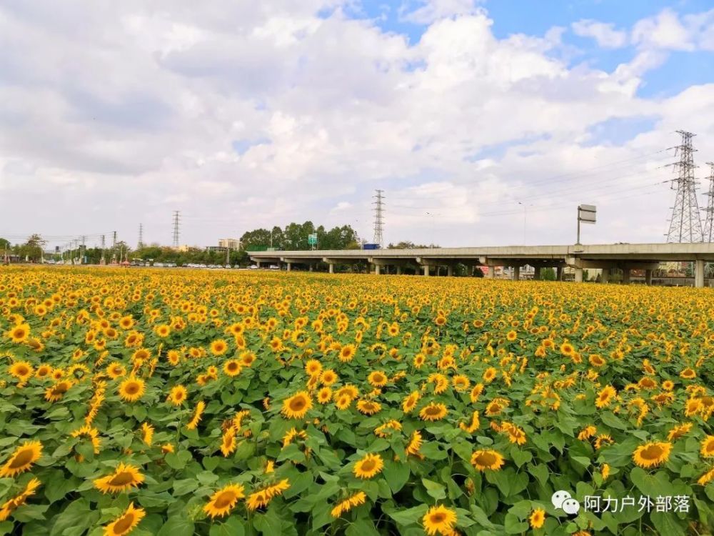 东莞百亩向日葵花海开放了