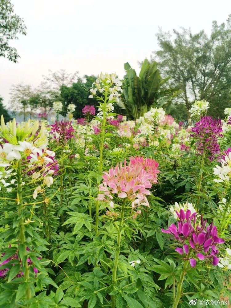 百色,油菜花,格桑花,杜鹃花,靖西市,半岛公园