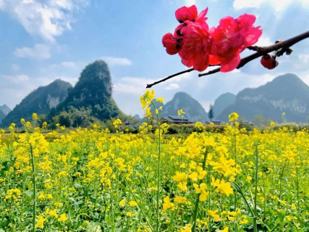 百色,油菜花,格桑花,杜鹃花,靖西市,半岛公园