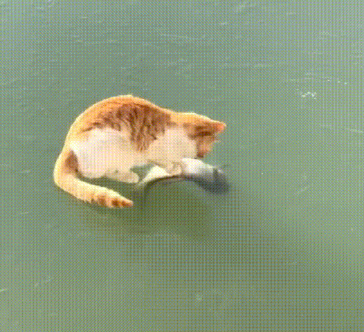 猫咪:还有多少小鱼干?您的
