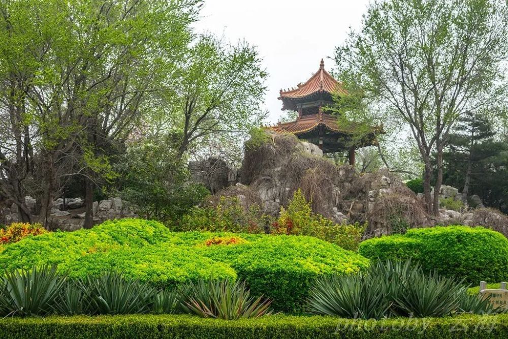 东苑公园,春天,有丁香花