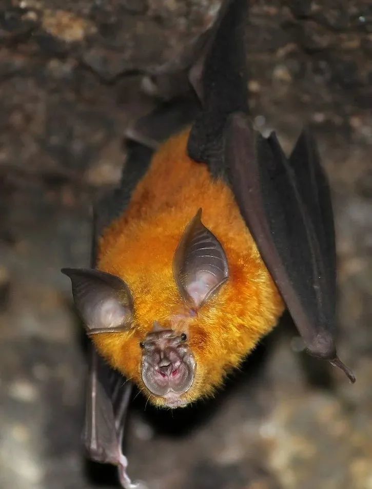 也就是自然宿主可能是来自于云南等地的一种蝙蝠——中华菊头蝠