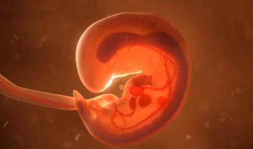 孕6-8周的胎儿发育情况