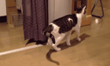 啊真的快被这些破猫气笑了