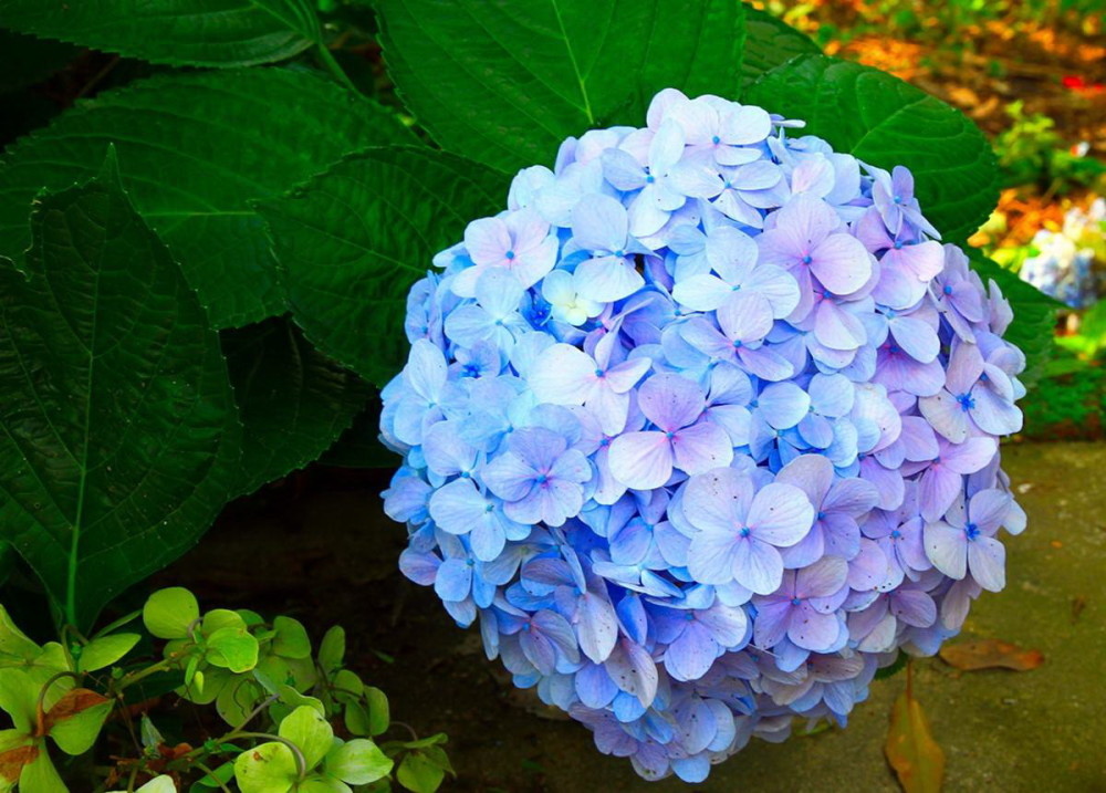 家居,生活,花草,蓝色,漂亮的花