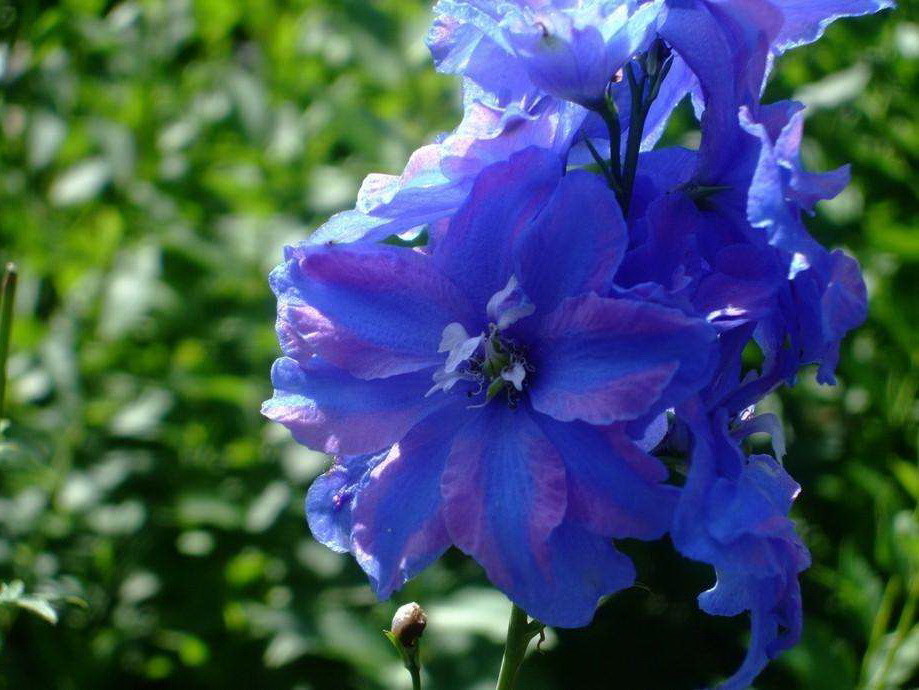 世界上最美丽的蓝色花,你知道有哪些吗?