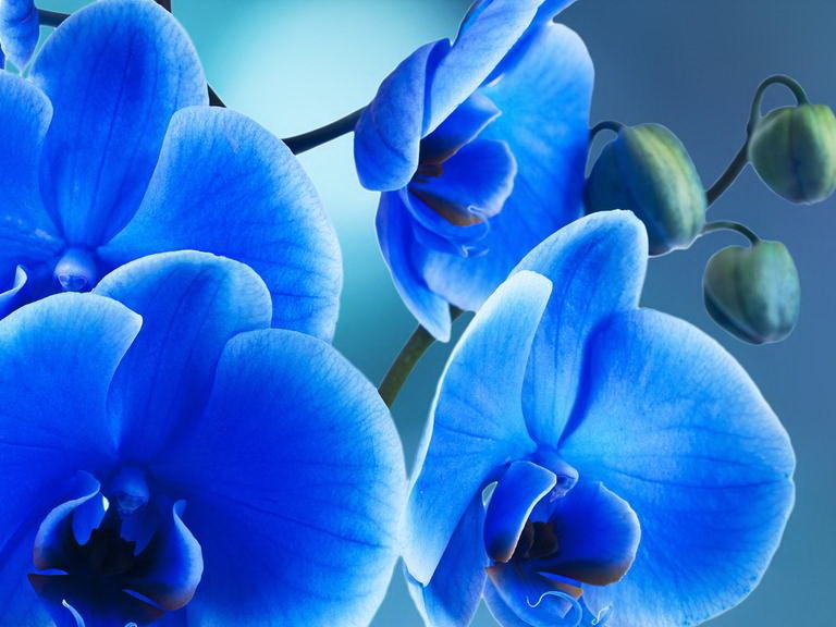 家居,生活,花草,蓝色,漂亮的花