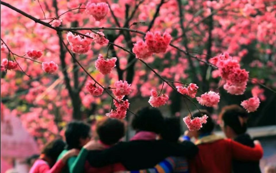 樱花,昆明,西山公园,昆明植物园,海源寺