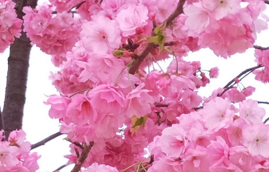 疫情结束后,我最想邂逅昆明的樱花