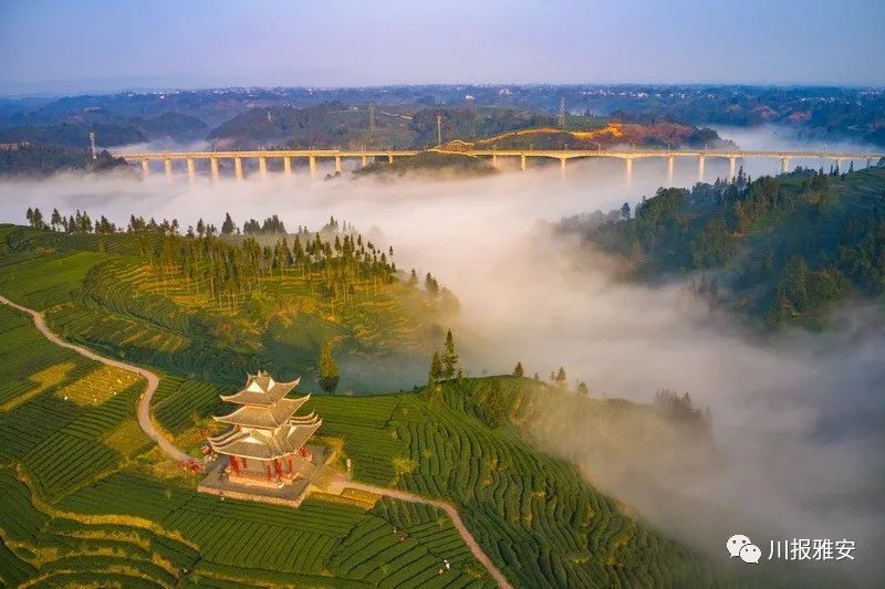 2月25日, 在雅安市名山区红星镇骑龙场茶园, 晨雾缭绕,云蒸霞蔚