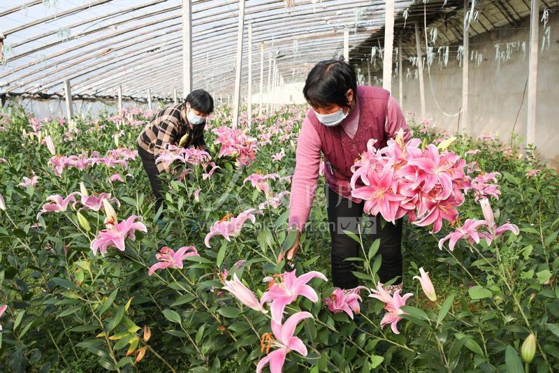 在江苏省连云港市赣榆区金山镇赵湖村的鲜花种植基地,村民在采收百合