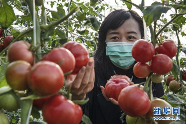 一名顾客在渭南市华州区柳枝镇莲峰果蔬产业园的大棚里采摘西红柿