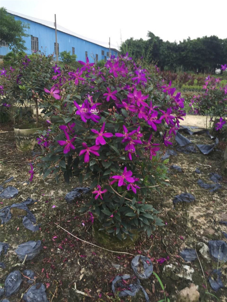 野牡丹不野,花开的艳,果子还能做中药,有心你栽一盆