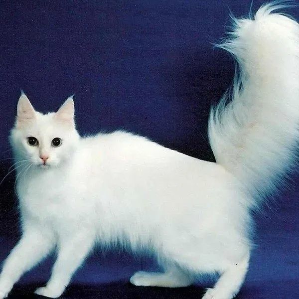 想养颜值高的长毛猫,可是布偶猫太贵?其实中国大白猫一点也不差