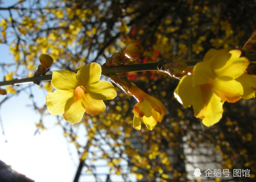 古诗中的迎春花:偏凌早春发,应诮众芳迟