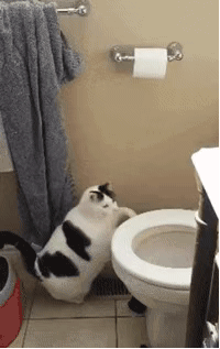 胖猫的模样: 剃了猫毛后,似乎格外的