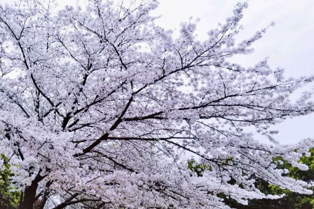 武汉大学的早樱开了 这是你梦中樱花的样子吗?