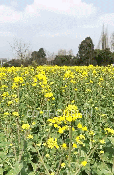 花 植物 种植基地 桌面 400_612 竖版 竖屏 手机 gif 动态图 动图