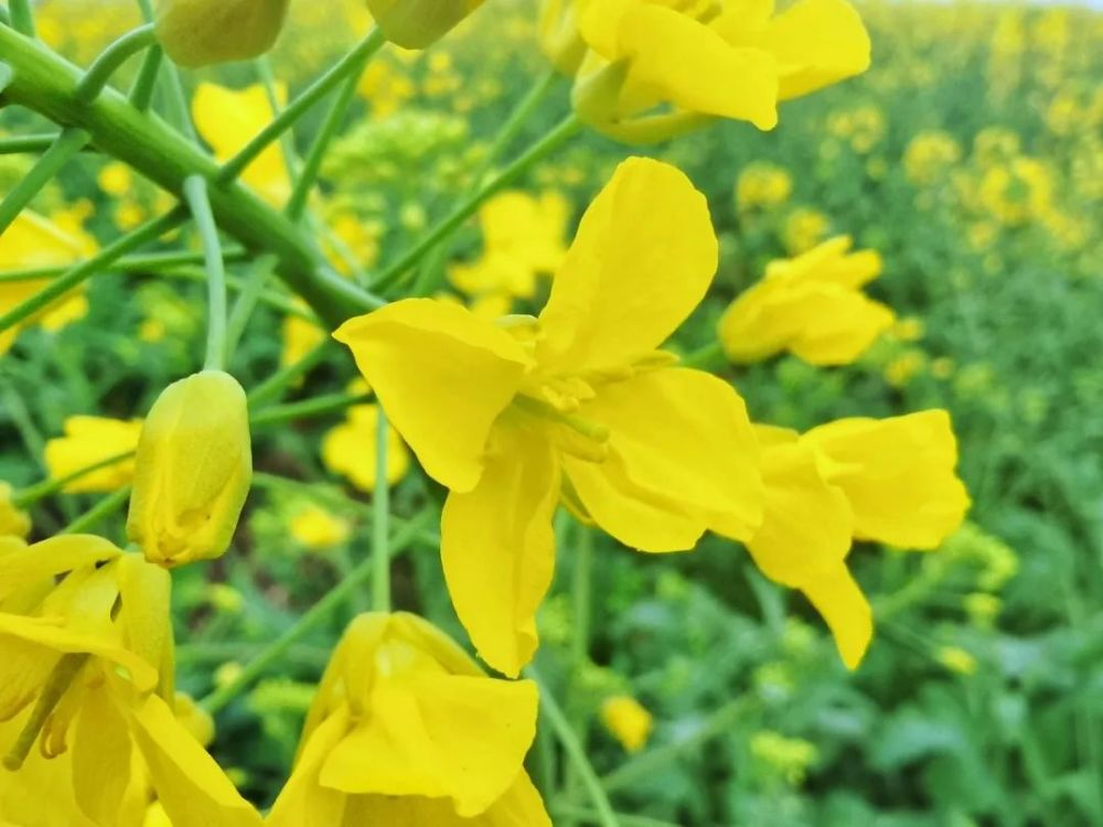 全成都最美油菜花都在这儿!