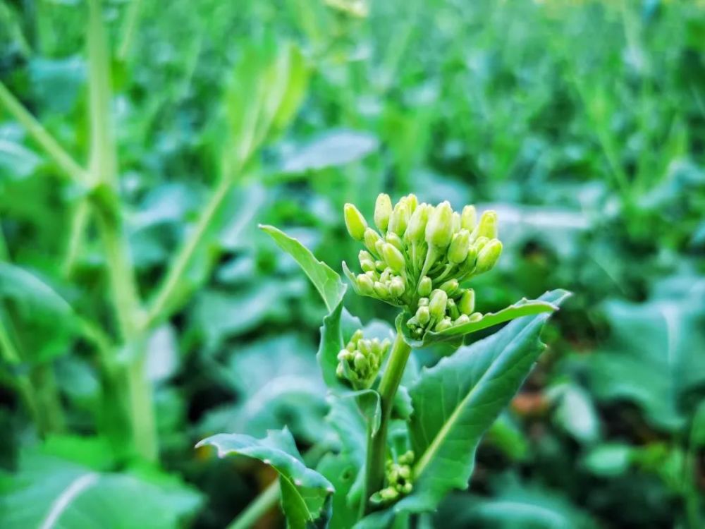 全成都最美油菜花都在这儿!