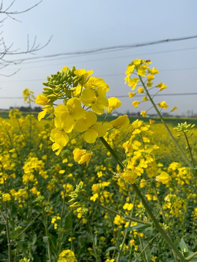 全成都最美油菜花都在这儿!