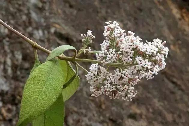 染饭花