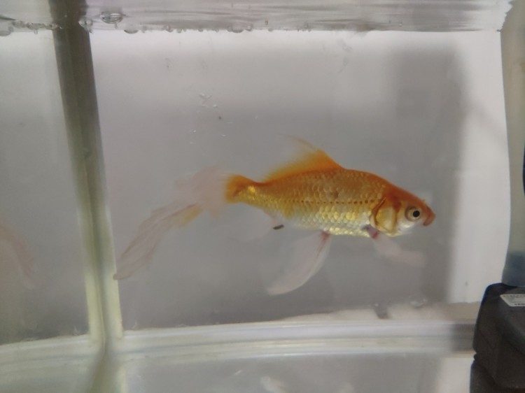 小锦鲤一直不喂食可以撑多久呢?