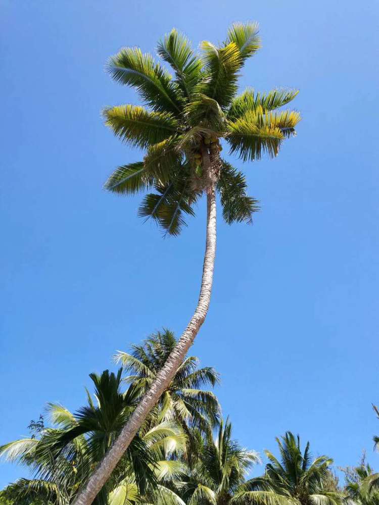 你们见过海南这么多的椰子树吗?