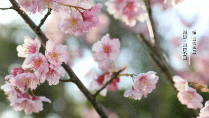 岛妹就把它们搬到线上来 邀您一起