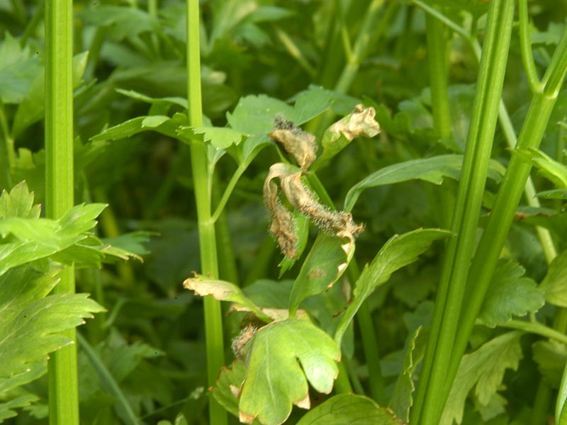 种植芹菜,易发生菌核病,要如何防治呢?