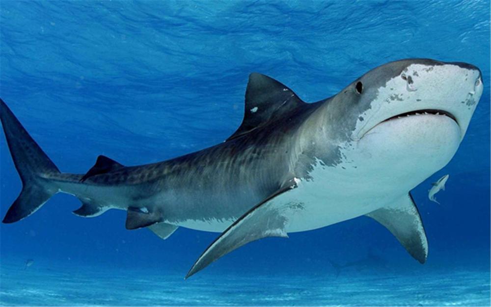 澳洲海域出现会行走的鲨鱼,它们身上长着脚蹼,会是新物种吗?