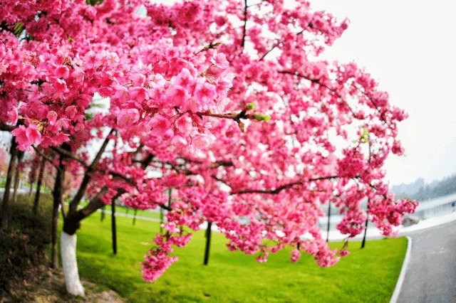 春暖花开,上海话里的