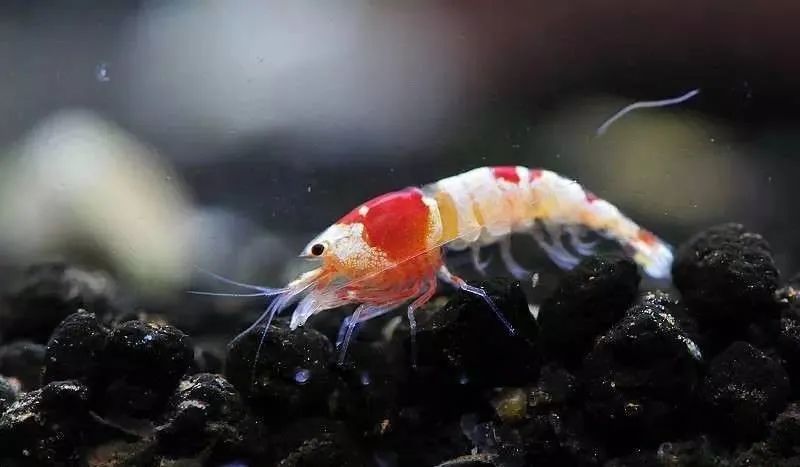 爱了,爱了,24连拍水晶虾脱壳全过程