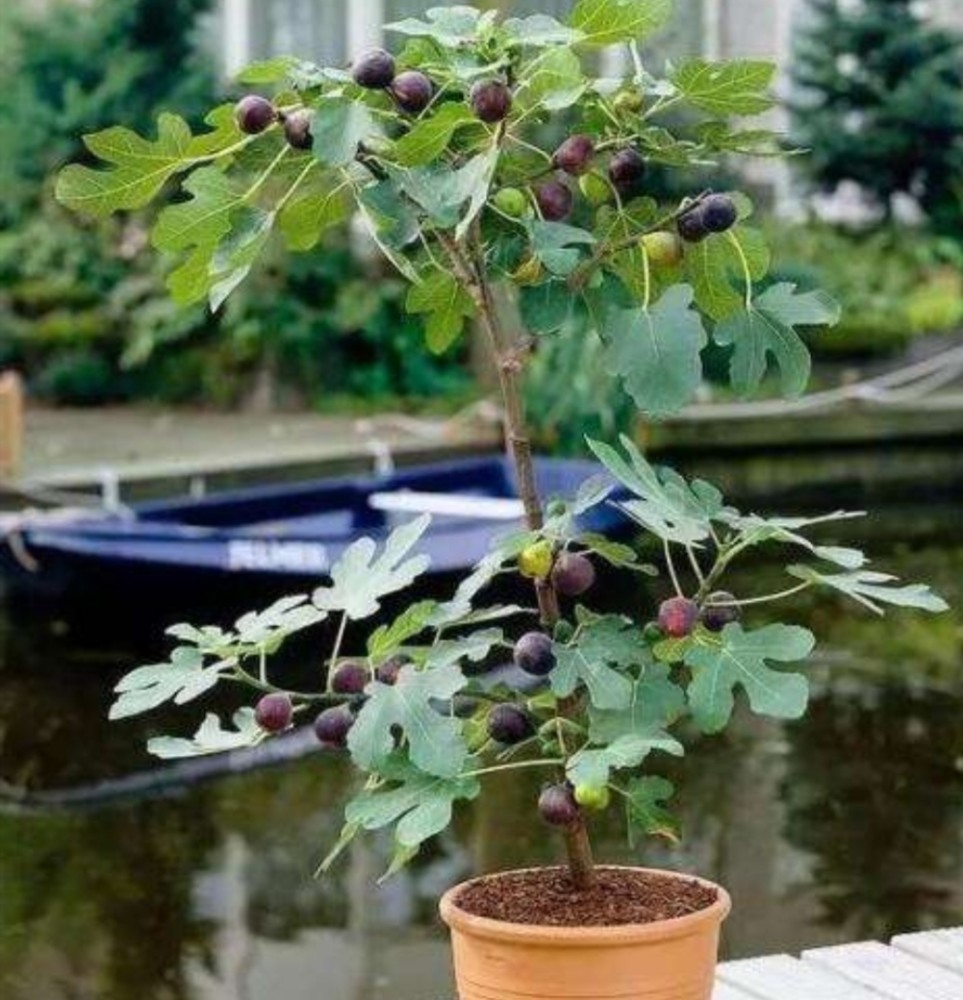 盆栽无花果,做好几个小细节,照样能大量结果