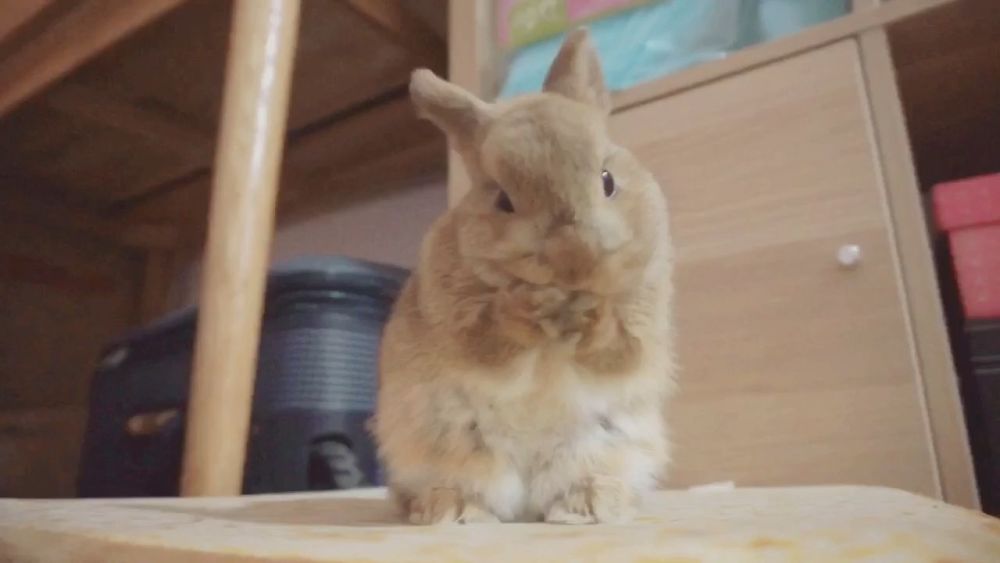 地球上最小的兔子:兔中的小精灵,荷兰侏儒兔!