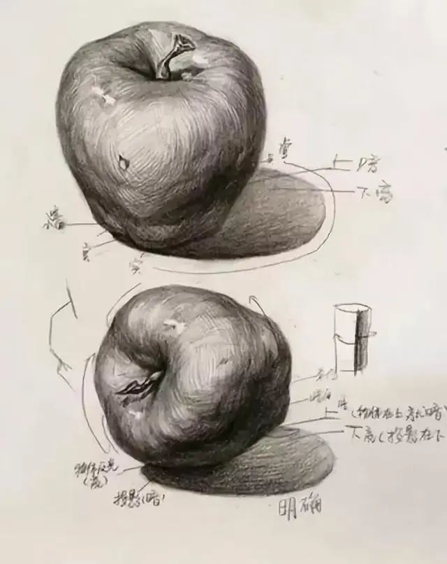 关于素描苹果的分析,一篇让你吃透苹果的素描结构