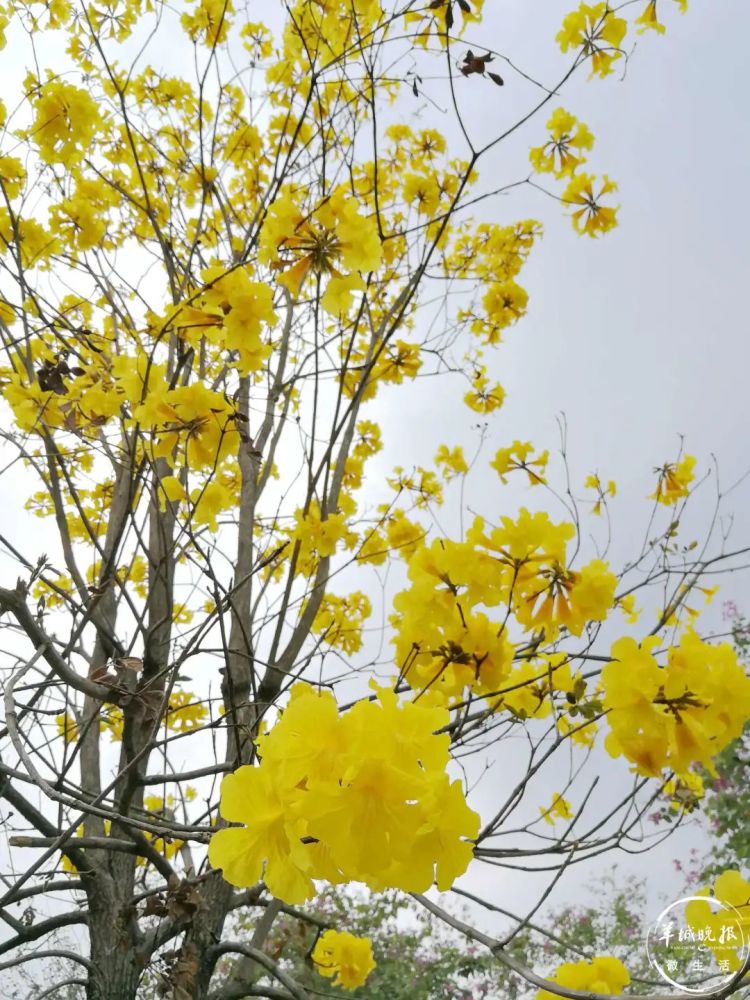 美翻了!黄花风铃木惊艳绽放,一起来"云赏花"!