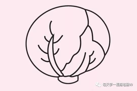 每天学一幅简笔画-卷心菜怎么画简笔画步骤图教程