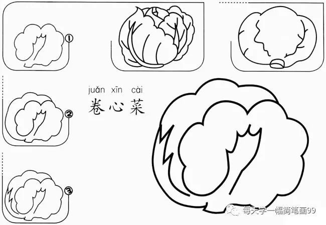 每天学一幅简笔画-卷心菜怎么画简笔画步骤图教程