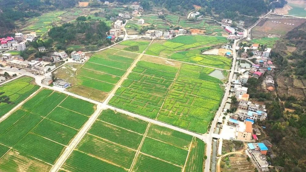 衡阳县西渡镇梅花村村道两旁近千棵梅花竞相绽放,花香四溢,引来